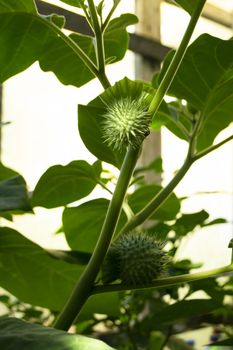 Datura seed capsules on the plant - Datura wrightii thorn apple, wild plant in the garden