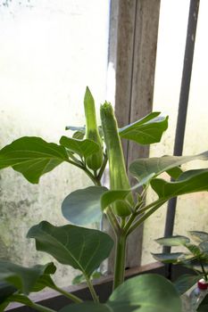 Datura stramonium or thorn apple. Plant shot in summer. herbal medicine