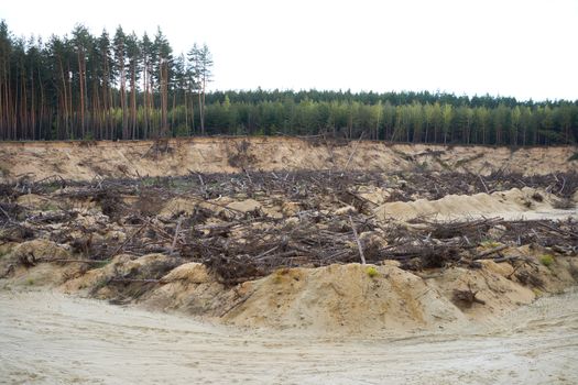 Deforestation forest disaster change climate global warming problem Felled pine trees lie Destruction forest for Sand mining.