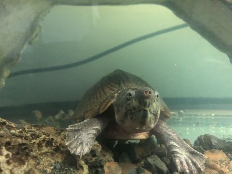 underwater razorback musk turtle. High quality photo