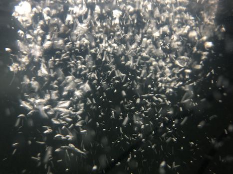 abstract underwater bubbles in an aquarium inside. High quality photo