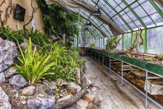 Inside a greenhouse with unknown cultivated plants