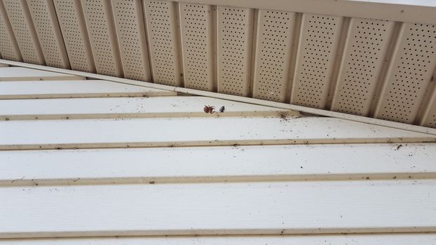 large spider or arachnid in web with insects and house siding