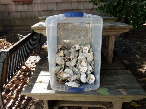 plastic container with oyster shells on wooden bench