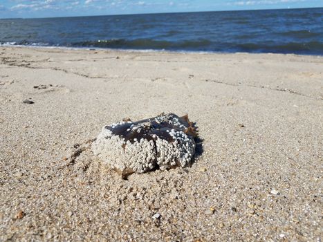 dead horseshoe crab shell on beach with ocean water