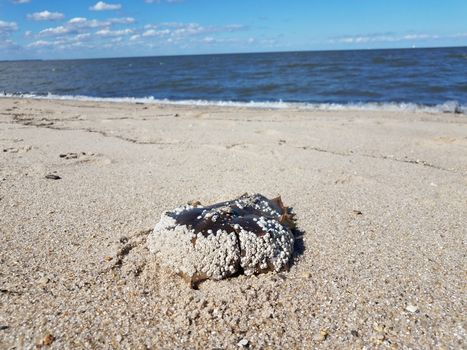 dead horseshoe crab shell on beach with ocean water