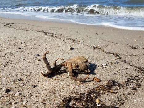 dead crab animal on the beach with sand and water