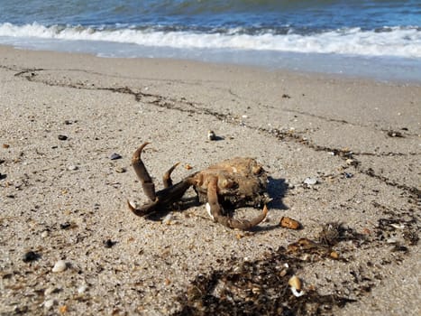 dead crab animal on the beach with sand and water