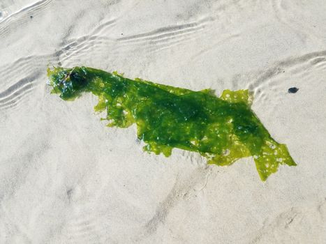 green kelp or seaweed plant floating in water with sand