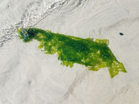 green kelp or seaweed plant floating in water with sand