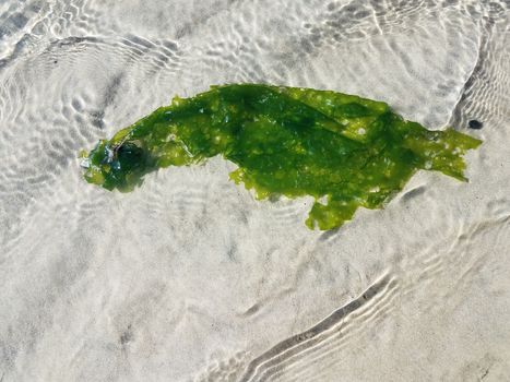 green kelp or seaweed plant floating in water with sand