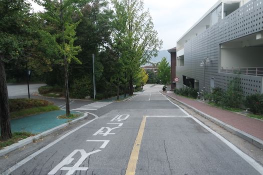 Paved road between trees with road lines and zebra crossing