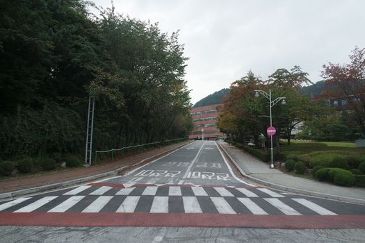 Paved road between trees with road lines and zebra crossing
