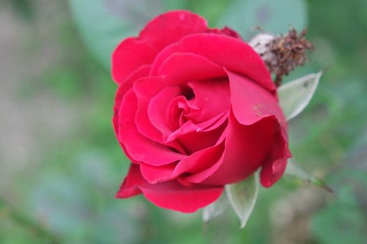 Closeup with selective focus on red flower with green leaves in background