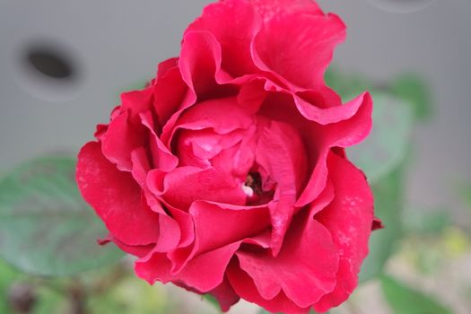 Closeup with selective focus on red flower with green leaves in background