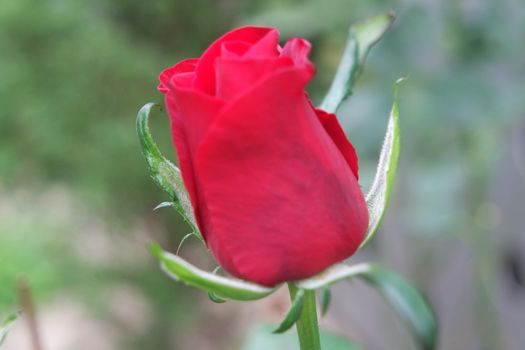 Closeup with selective focus on red flower with green leaves in background