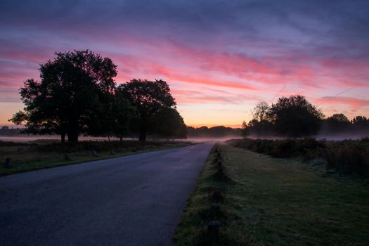 Beautiful sunrise on a foggy morning in Richmond Park, Surrey, England