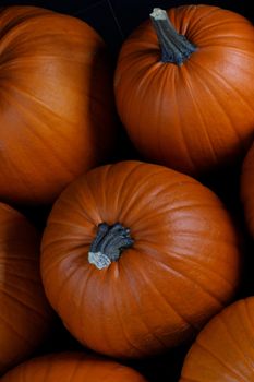 Many pumpkins collection on the autumn market