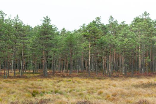 Dwarf pine trees inViru Raba, Lehemaa National Park, Estonia