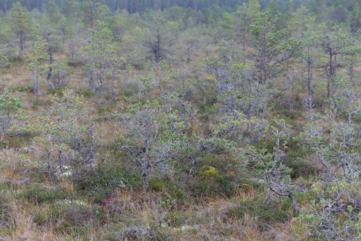 Dwarf pine trees inViru Raba, Lehemaa National Park, Estonia