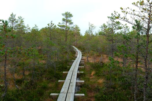 Paths in Viru Raba, Lehemaa National Park, Estonia