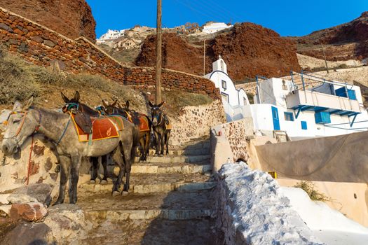 Mules waiting in Ammoudi to take up to Oia, seen on Santorini Island