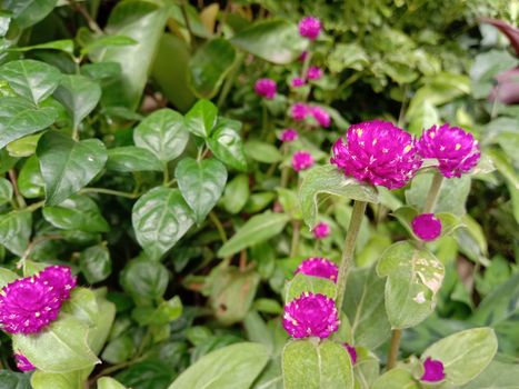 pink Color Flower With Green tree on Garden