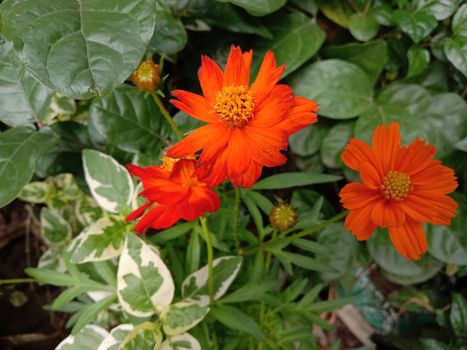 Red Color Flower With Green tree on Garden