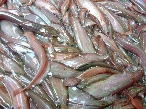 fresh tasty and healthy small fish stock on market