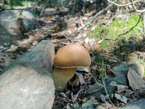 Robust Boletus edulis known as cep or porcini mushrooms growing in Montseny, Spain