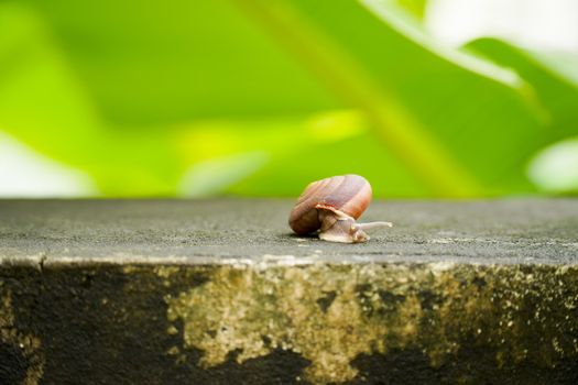 Close up creeping grape snail on the wall with blurry banana green leaf background.