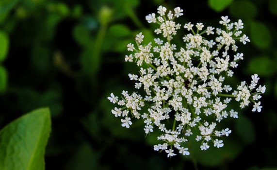 Grass, cow parsley, wild chervil, wild beaked parsley, keck. Zavidovici, Bosnia and Herzegovina.