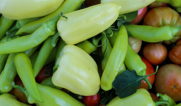 Banner. Freshly picked vegetables in the garden. Different types of peppers, tomatoes and more. Organic vegetables grown in the garden. Zavidovici, Bosnia and Herzegovina.