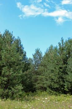 Vertical shot of a pine forest with a meadow in front. Forests of Bosnia and Herzegovina.