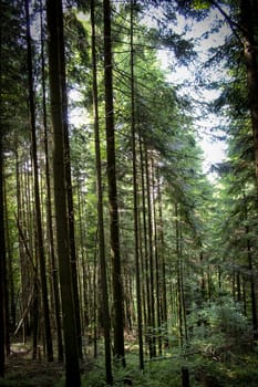 Vertical shot. Coniferous forest, long trees in the forest. Forests of Bosnia and Herzegovina.