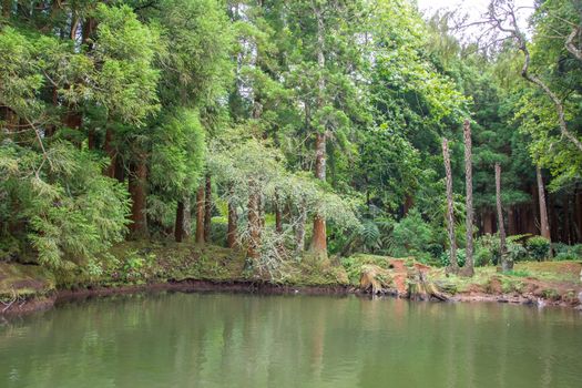 Walk on the Azores archipelago. Discovery of the island of sao jorge, Azores. Portugal , Velas