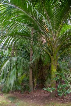 Walk on the Azores archipelago. Discovery of the island of Sao Miguel, Azores. Portugal. Furnas