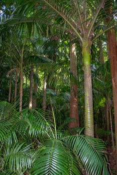 Walk on the Azores archipelago. Discovery of the island of Sao Miguel, Azores. Portugal. Furnas