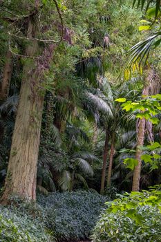 Walk on the Azores archipelago. Discovery of the island of Sao Miguel, Azores. Portugal. Furnas