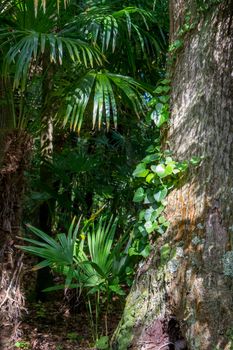 Walk on the Azores archipelago. Discovery of the island of Sao Miguel, Azores. Portugal. Furnas