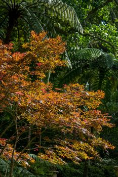 Walk on the Azores archipelago. Discovery of the island of Sao Miguel, Azores. Portugal. Furnas
