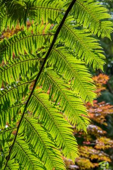 Walk on the Azores archipelago. Discovery of the island of Sao Miguel, Azores. Portugal. Furnas