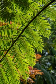 Walk on the Azores archipelago. Discovery of the island of Sao Miguel, Azores. Portugal. Furnas