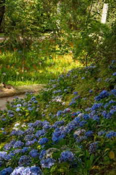 Walk on the Azores archipelago. Discovery of the island of Sao Miguel, Azores. Portugal. Furnas