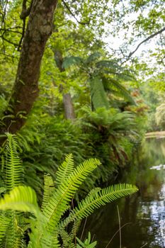 Walk on the Azores archipelago. Discovery of the island of Sao Miguel, Azores. Portugal. Furnas