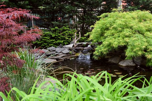 Small lily pond in Jefferson Market Garden, New York City. Water flows down a rock waterfall among Japanese maples and lush shrubbery in the urban garden.