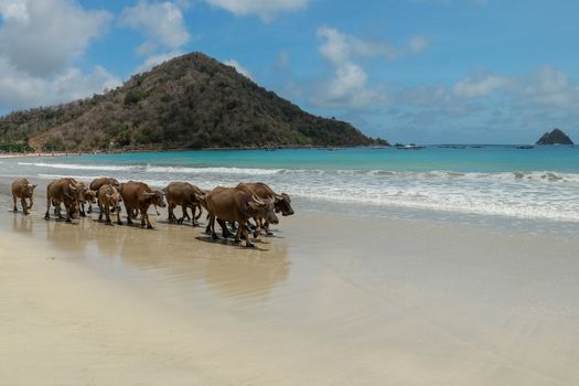 Water buffalo walking on white sandy beach at Lombok Island. Herd of buffaloes strolling by the pleasant evening beach.