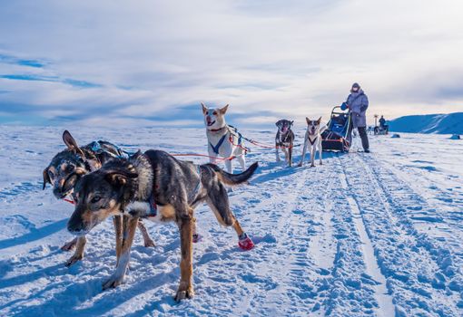 Amazing Alaskan Husky sled dogs ready to go sledding
