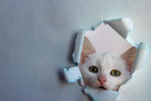 White beautiful cute cat looks out of a hole in the blue paper. The conceptual form for registration of a veterinary medicine, copy space.