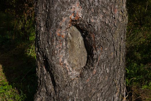 The pine tree, the texture of bark, hollow. Close up.